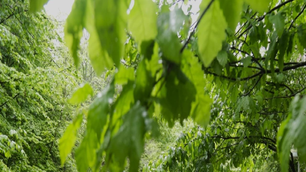 افزایش ۲ برابری بارش‌ در حوضه آبریز دریاچه ارومیه/ ذخایر آبی جان گرفتند