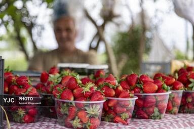 تصویر 8