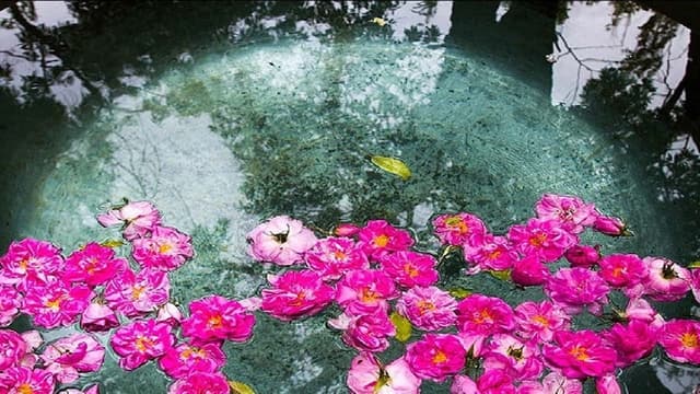 عطر اصیل تاریخ در قلب بروجرد؛ سفر به دنیای جادویی آیین گلاب‌گیری