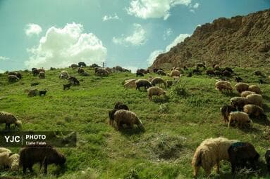 تصویر 12