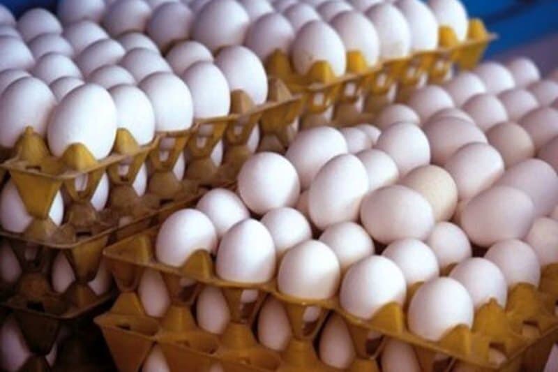 تولید تخم مرغ اردیبهشت به ۱۰۵ هزارتن می‌رسد