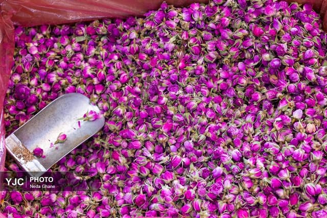 فصل طلایی گلاب گیری در کاشان