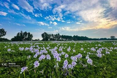 تصویر 3