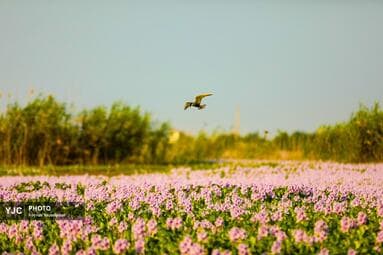 تصویر 12