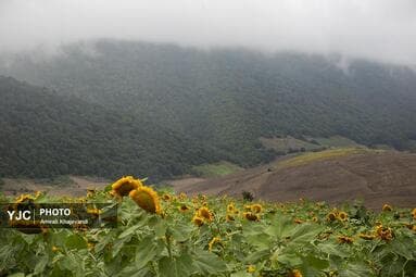 تصویر 4