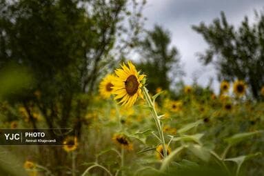 تصویر 5