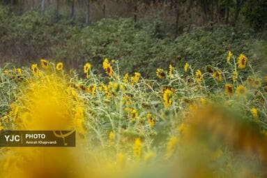 تصویر 10