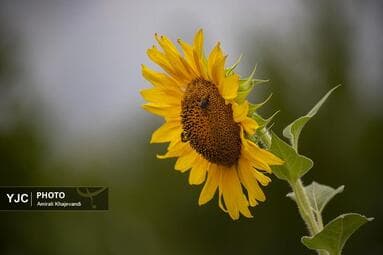 تصویر 11