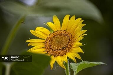تصویر 12