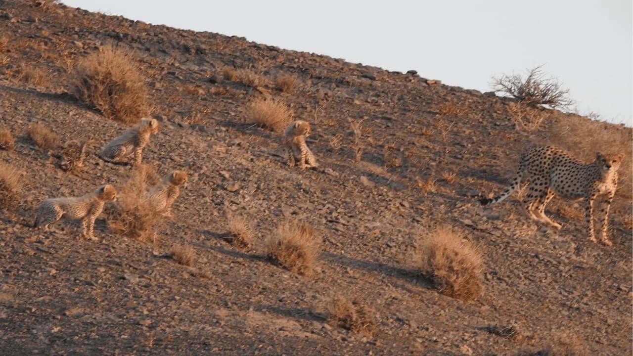 مشاهده تلما و ۴ توله یوز در میاندشت