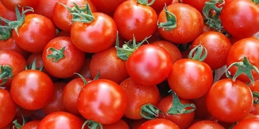 قیمت گوجه فرنگی چه زمانی ارزان می‌شود؟