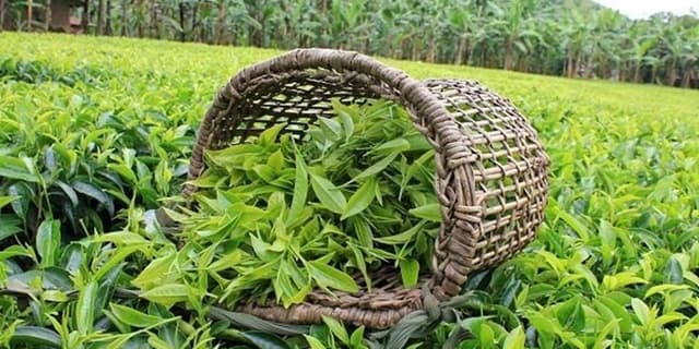 مطالبات چایکاران پرداخت شد