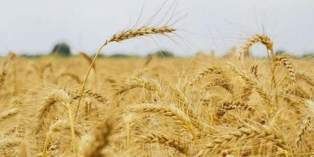 اعلام به موقع نرخ خرید محصولات اساسی؛ سیگنال دهی مناسب به تولید و تقویت امنیت غذایی