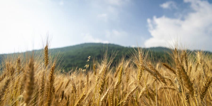 مجوز مجلس به دولت برای انتشار اوراق به منظور پرداخت به موقع بهای خرید گندم