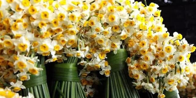 خوزستان، قطب تولید گل و گیاه زینتی