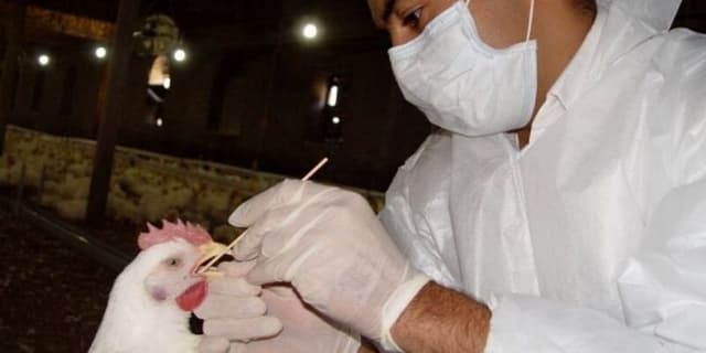 تذکر سازمان دامپزشکی به مرغداران درباره ویروس آنفلوانزا
