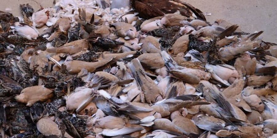 مسمومیت گسترده پرندگان در روستای «ام‌الطمیر» اهواز