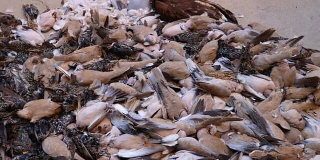 مسمومیت گسترده پرندگان در روستای «ام‌الطمیر» اهواز