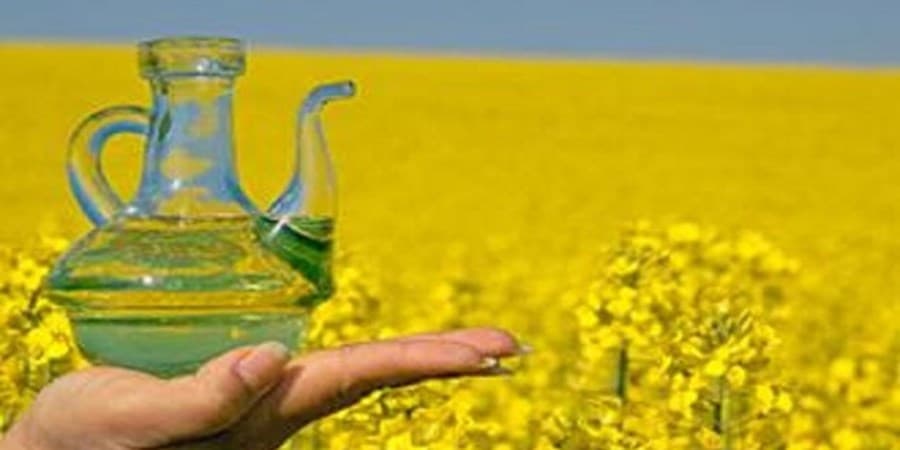 تامین بیش از ۹۰ درصد دانههای روغنی از طریق واردات