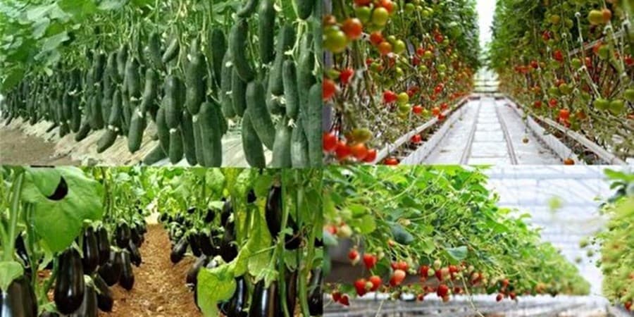 تولید۳ میلیون تن محصولات گلخانه‌ای در ۱۰ ماه ابتدای سال