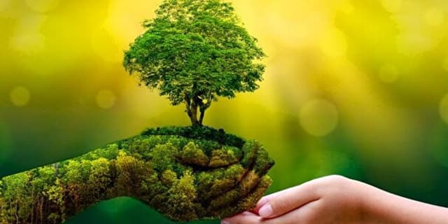 فردا آغاز هفته درختکاری در ایران با توزیع ۱۰ میلیون نهال رایگان