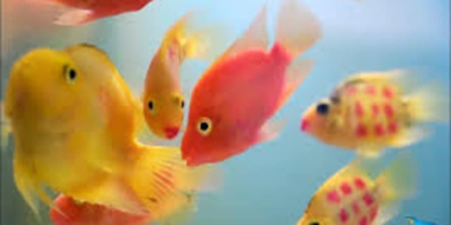 ماهیان زینتی برای محیط‌زیست مضر هستند؟