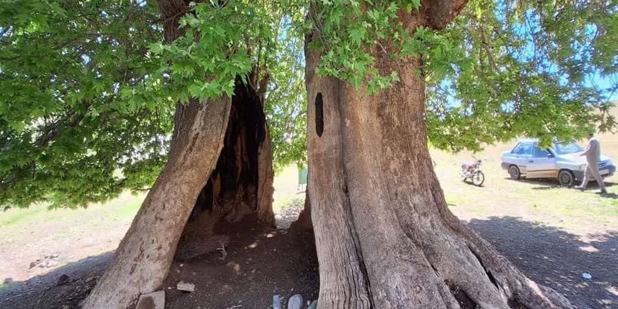 ثبت ۳ درخت کهنسال تربت حیدریه در فهرست میراث طبیعی کشور