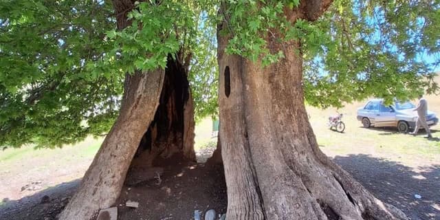 ثبت ۳ درخت کهنسال تربت حیدریه در فهرست میراث طبیعی کشور