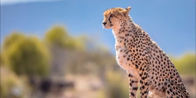 کاهش سرعت خودروهای عبوری در کریدور یوزپلنگ در محور میامی-عباسآباد تصویب شد