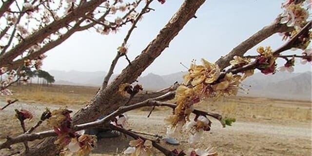 خسارت ۱۴۶ میلیارد تومانی سرمازدگی به بخش باغبانی شهرستان کوهسرخ