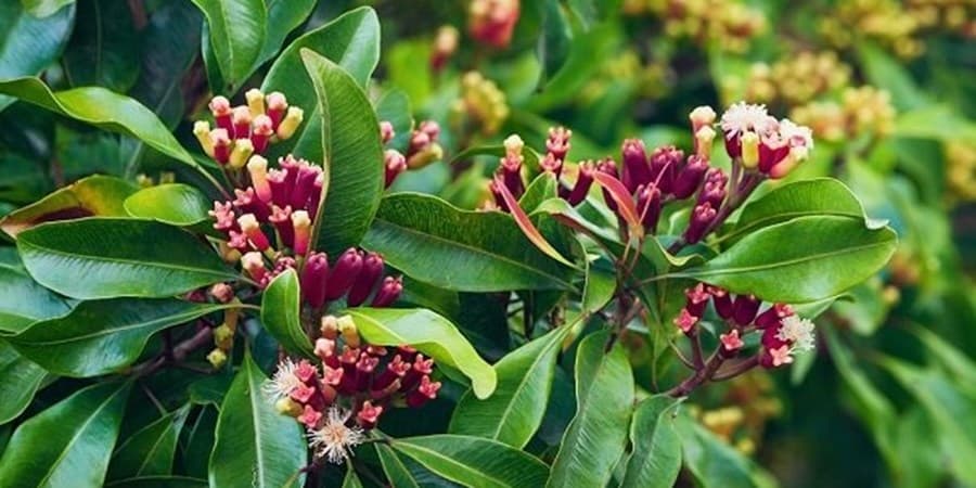 سوپراستار گیاهان دارویی با خواص معجزه‌آسا