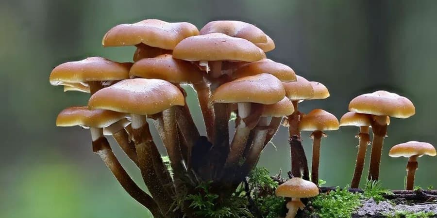 ۶۳ مسموم و یک فوتی بر اثر مصرف قارچ سمی