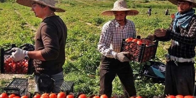 رونق سرمایه گذاری در سیستان و بلوچستان؛ تولید ۹۰۰ هزار تن محصولات خارج فصل