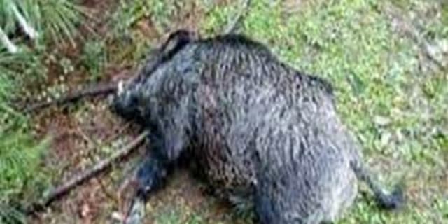 کشف لاشه و اجزای ۳۸ گراز وحشی در دماوند