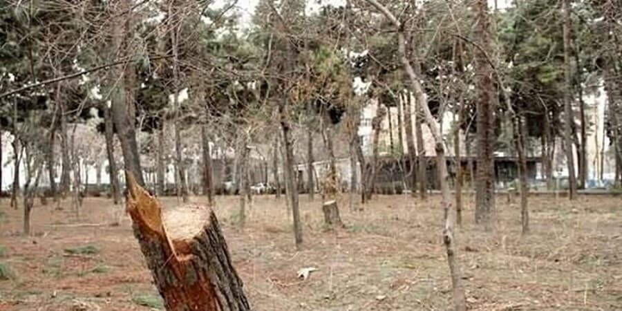 سوسکها و ریزگردها، قاتلان خاموش درختان پایتخت