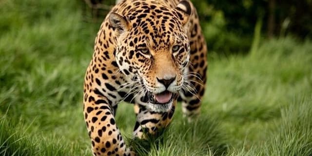 فعال شدن مجدد پروژه حفاظت از یوزپلنگ آسیایی پس از ۶ سال توقف