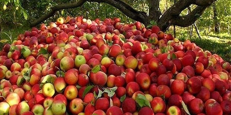 کاهش ۴۰ درصدی تولید محصولات باغی یکی از علل نوسان قیمت