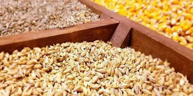 توزیع ۵۰۰ هزارتن بذر در استان‌های کشور
