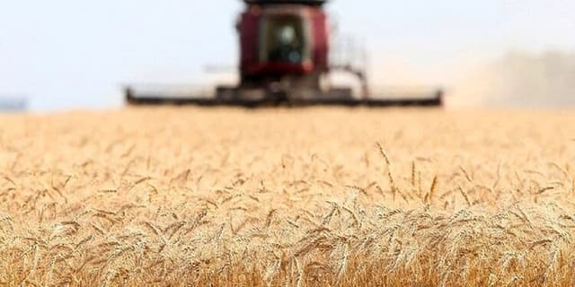 نرخ خرید تضمینی گندم تا پایان مهرماه اعلام می‌شود