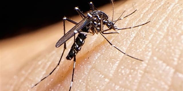 ابتلای 1133 نفر در کشور به تب دنگی/وجود پشه آئدس در 11 استان ایران