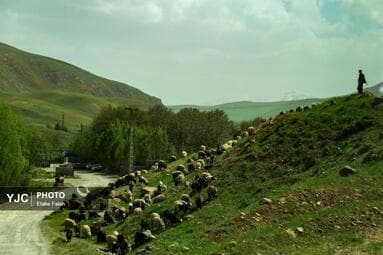 تصویر 13