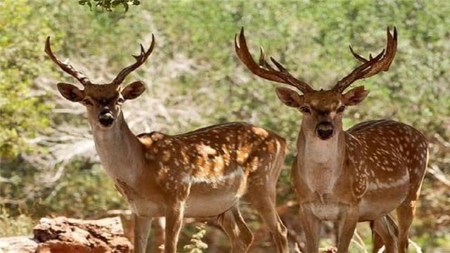مهار کانونهای بیماری حیاتوحش و ارتقای استاندارد مراکز درمانی در دستور کار محیطزیست