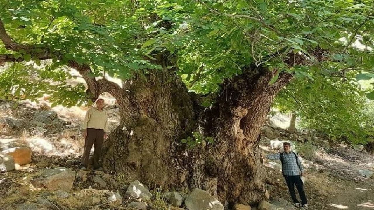 درخت گردوی هزار ساله کهمان سلسله ثبت ملی شد