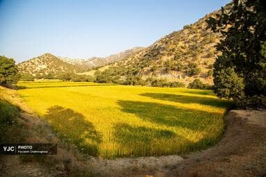 تصویر 3