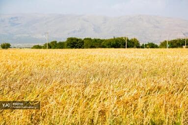 تصویر 7