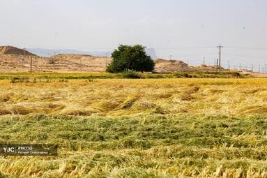 تصویر 14