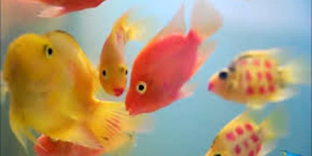 ماهیان زینتی برای محیطزیست مضر هستند؟